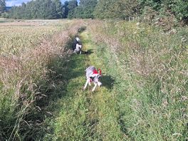 Lovely walk for the dogs just off the campsite.