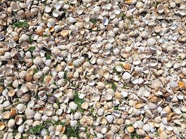 Lots of shells on sandhill beach