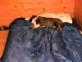 My dad loved the pod slept forever