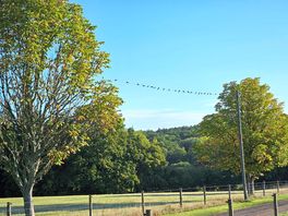 Swallows drying themselves from the morning dew.