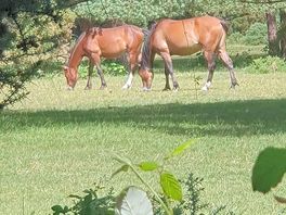 New forest ponies wandering through the campsite
