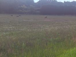 Deer grazing in the field