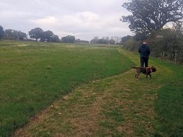Dog walk area
