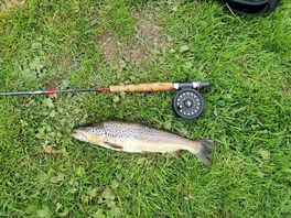 Wye brown trout, nice.
