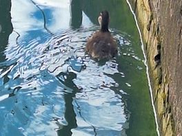 Little ducklings very friendly