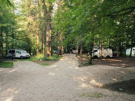 Part of our forest area with pitches for smaller campers/vans
