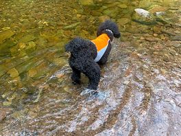 Cooling off in the local river horner