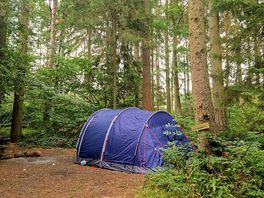 Forest floor pitch