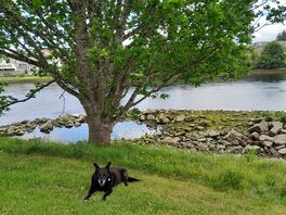 Bonar bridge