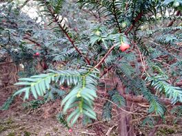Tree and berries.