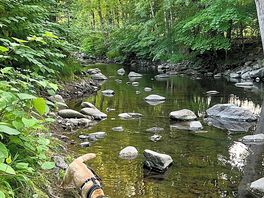 Stream running along the back of the site