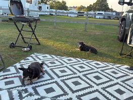 Chilled dogs