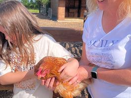 Gorgeous chatty little chicken