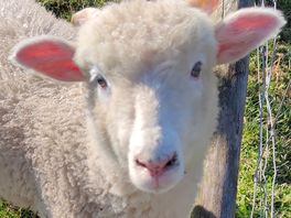 Oinkers farm and shop