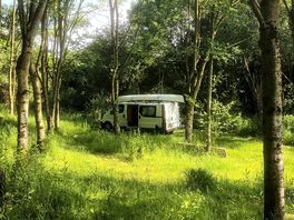 Woodland glade
