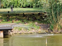 Another lake with the ducks
