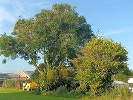 Beautiful trees