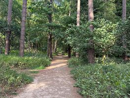Paths throughout the forest