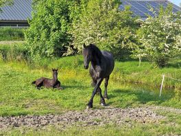 Black stallion