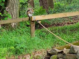 Wildlife.