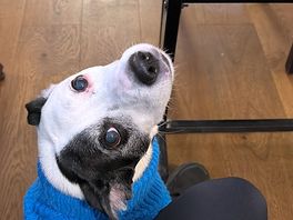 Eve waiting for bosco