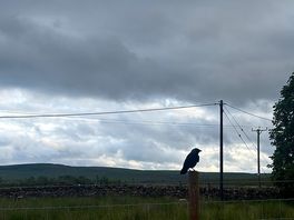 Wildlife at our pitch