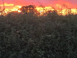Beautiful sunset from my bed.