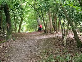 Walking in the forest