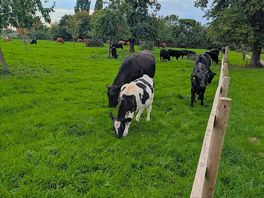 The neighbours