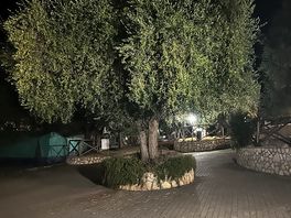Árbol