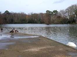 Bird feeding lake just around the corner at california country park