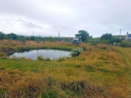 Ducks love the small pond