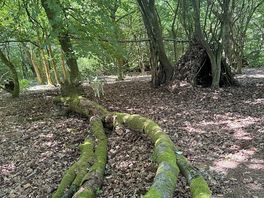 Woodlands