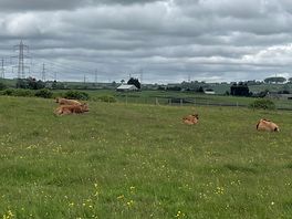 Local animals/scenery