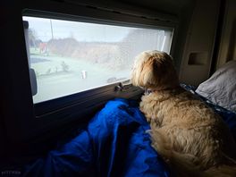 One of our nosey dogs