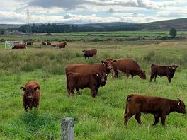 Cows on leaving woodend