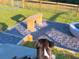 Rocco enjoying a sunny morning looking at the views