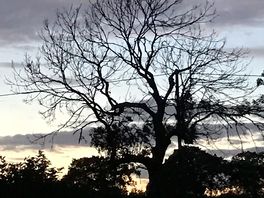 Tranquil