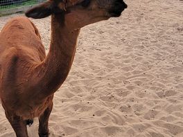 Alpaca