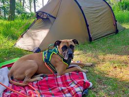 Camp dog at cleghorn farm
