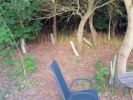 Tree guards long since outgrown, if removed the place would look tidier.