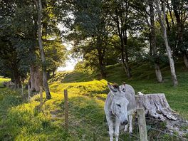 Friendly farm animals roaming behind the fence