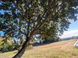 My kids called this the "relaxing tree"