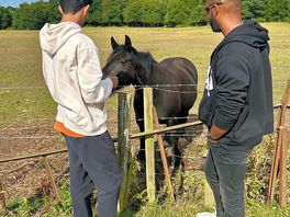 Horses close to the site