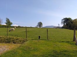 Grazing sheep