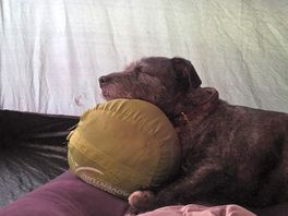 Zonked out after a long walk