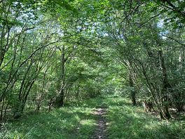 In the woods somewhere