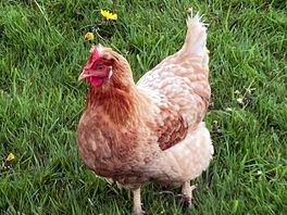 One of several visiting chickens