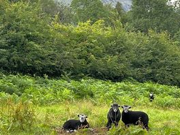 Lots of sheep around but not on actual camping field