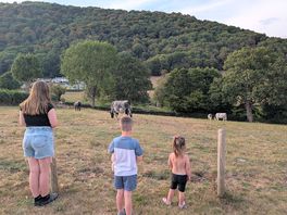 Cows